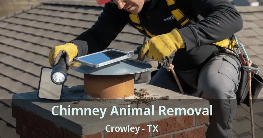 Chimney Animal Removal Crowley - TX
